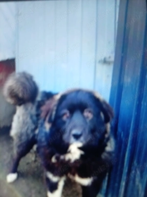 Vind cățelușă de rasă Ciobanesc  - imagine 3