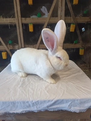 Iepuri Uriaș German. 