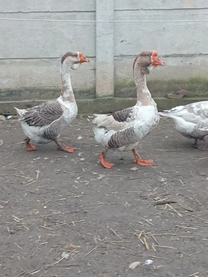 giste de vinzare - imagine 2