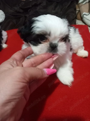 Shih.tzu superbi - imagine 3