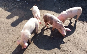 Purcei de 2 luni, frumosi si grasani - imagine 3