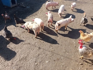 Purcei de 2 luni, frumosi si grasani - imagine 2