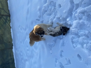 Saint Bernard de vânzare - imagine 2