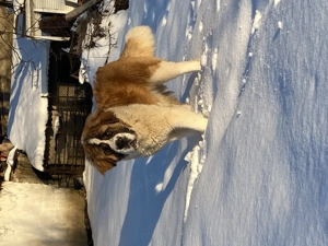 Saint Bernard de vânzare