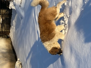 Saint Bernard de vânzare - imagine 3