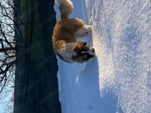 Saint Bernard de vânzare - imagine 4