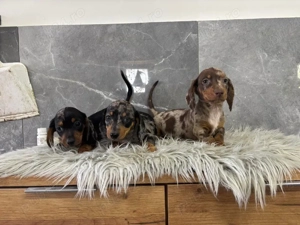 teckeli arlechini fete si baieti 