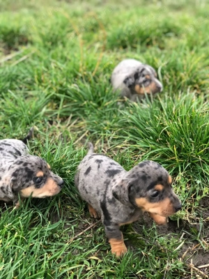 teckeli Arlechini fetite si baieti  - imagine 2