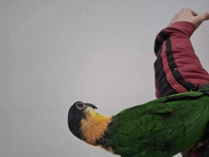 Mascul caique blând  - imagine 4