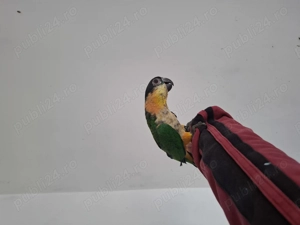 Mascul caique blând  - imagine 2