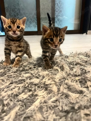 Pui de pisică rasa Bengal- leoparzi in miniatură din părinți cu pedigree - imagine 2