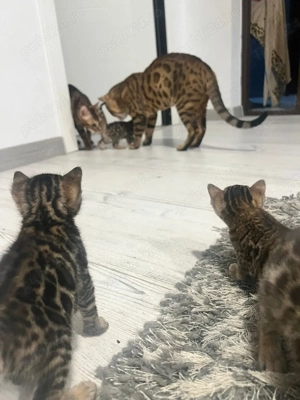 Pui de pisică rasa Bengal- leoparzi in miniatură din părinți cu pedigree