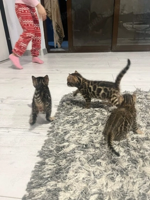 Pui de pisică rasa Bengal- leoparzi in miniatură din părinți cu pedigree - imagine 3