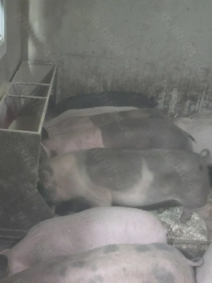 Vand soldani - imagine 3