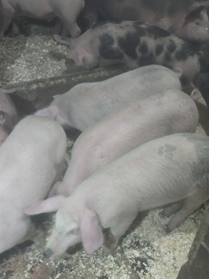 Vand soldani - imagine 2