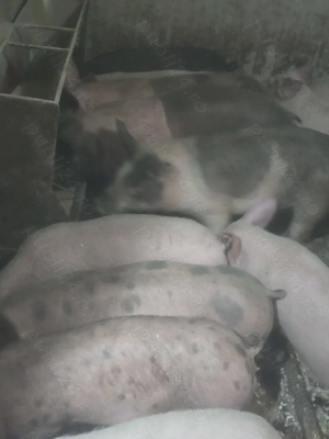 Vand soldani - imagine 4