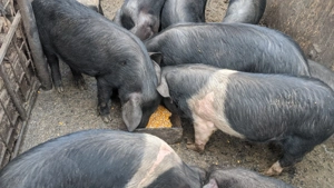 Vând porci de casă 