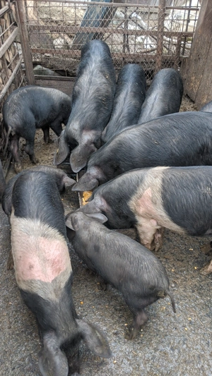 Vând porci de casă  - imagine 4