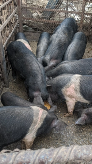 Vând porci de casă  - imagine 5