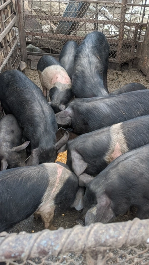 Vând porci de casă  - imagine 3