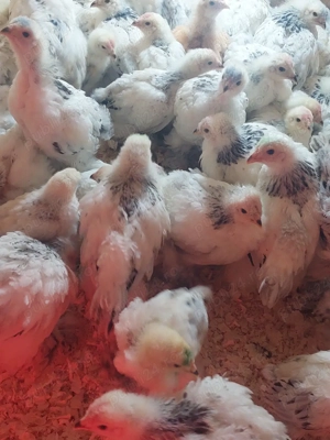 pui brahma herminat deschis - imagine 2