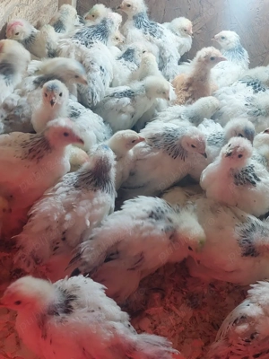 pui brahma herminat deschis - imagine 3