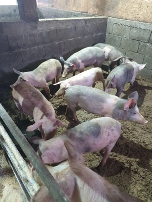 Vând purceii rasă carne   - imagine 4