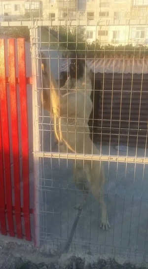 femela de sivas kangal și Mastiff Tibetan pedigree  - imagine 3