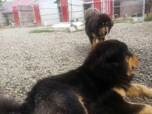 femela de sivas kangal și Mastiff Tibetan pedigree  - imagine 5