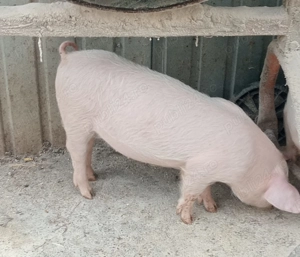 Grăsuni de vânzare 