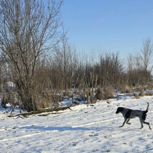 Vând Brac German - imagine 2