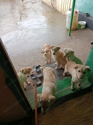 Donez căței metis vârstă 3 luni - imagine 3