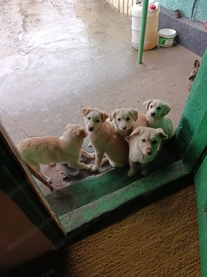 Donez căței metis vârstă 3 luni - imagine 2