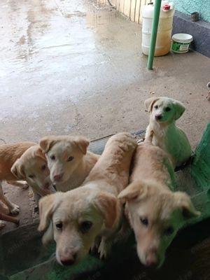 Donez căței metis vârstă 3 luni