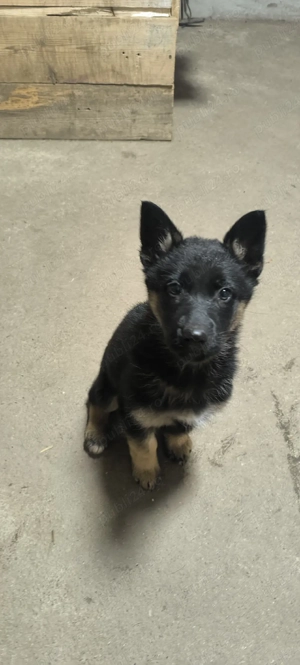 Pui ciobănesc german - imagine 2