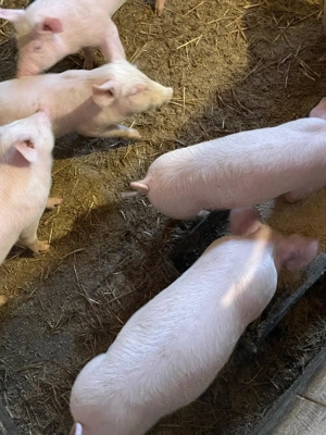 Purcei de vânzare  - imagine 2