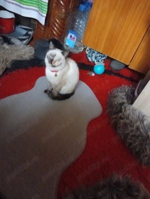 Vind pui de pisică Birmaneză  - imagine 2