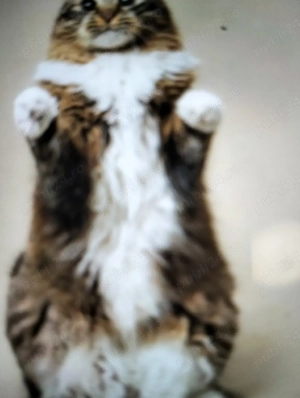 Vind pisică de rasă Bengal 