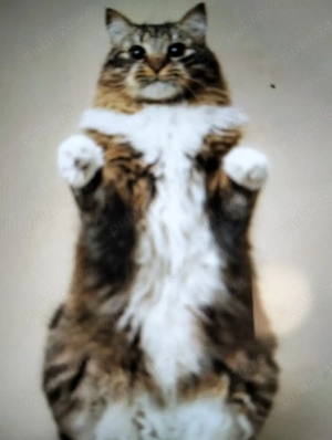 Vind pisică de rasă Bengala 