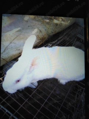 Iepuri adulți femele și mascul  - imagine 3