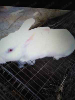 Iepuri adulți femele și mascul  - imagine 4