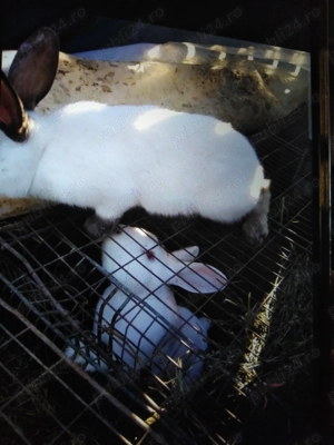 Iepuri adulți femele și mascul 