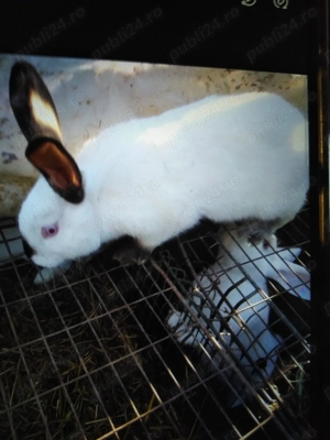 Iepuri adulți femele și mascul  - imagine 2