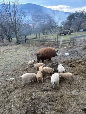    Vând purcei Mangalița - imagine 3