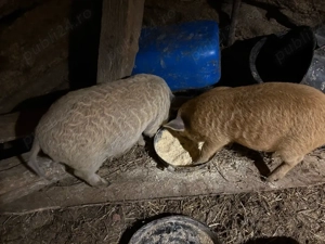    Vând purcei Mangalița - imagine 2