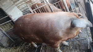 Scrofa duroc  - imagine 4