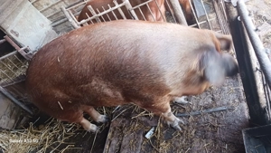 Scrofa duroc  - imagine 3