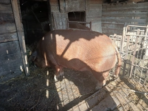 Scrofa duroc  - imagine 2