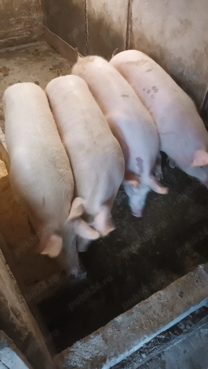 Soldani rasa de carne