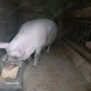 Porci de vânzare  - imagine 4